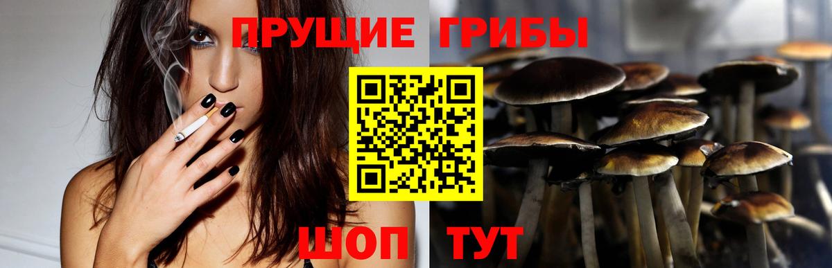 Ишим  Псилоцибиновые грибы Cubensis  Вход с VPN 